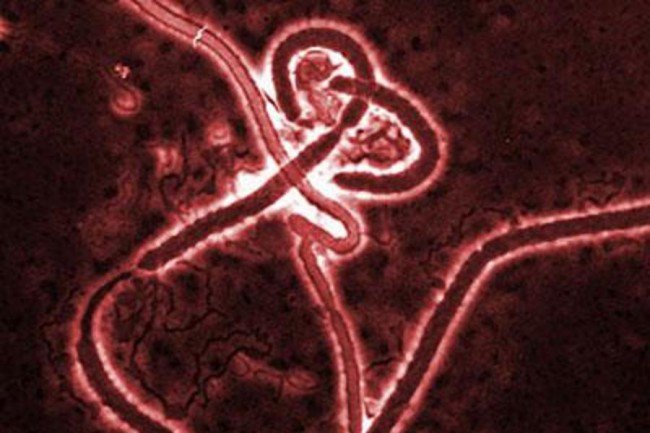 Ebola Vaccine 100% Protective